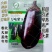 万吨紫玉紫圆茄种子大果灯泡茄椭圆形早熟高产特抗病大田基地