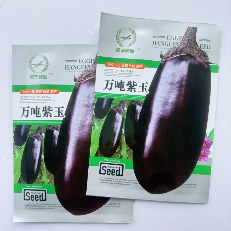 万吨紫玉紫圆茄种子大果灯泡茄椭圆形早熟高产特抗病大田基地