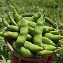 云南一手货源蚕豆新鲜上市价格美丽对接全国量大从优欢迎询价