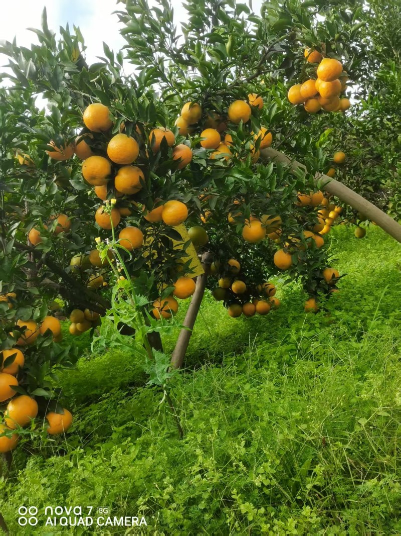 【推荐】四川耙耙柑/产地直发/视频看货/品质保证/欢迎咨