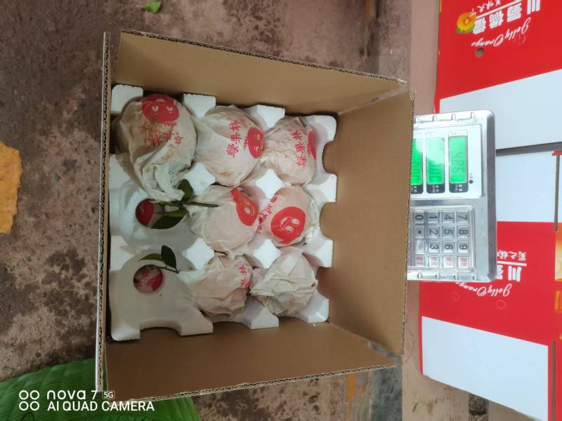 【推荐】耙耙柑/春见柑橘/对接商超批发市场/电询