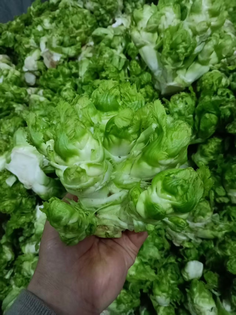 精品儿菜大量供应新鲜货源量大从优对接全国客商，欢迎联系