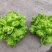 精品儿菜大量供应新鲜货源量大从优对接全国客商，欢迎联系