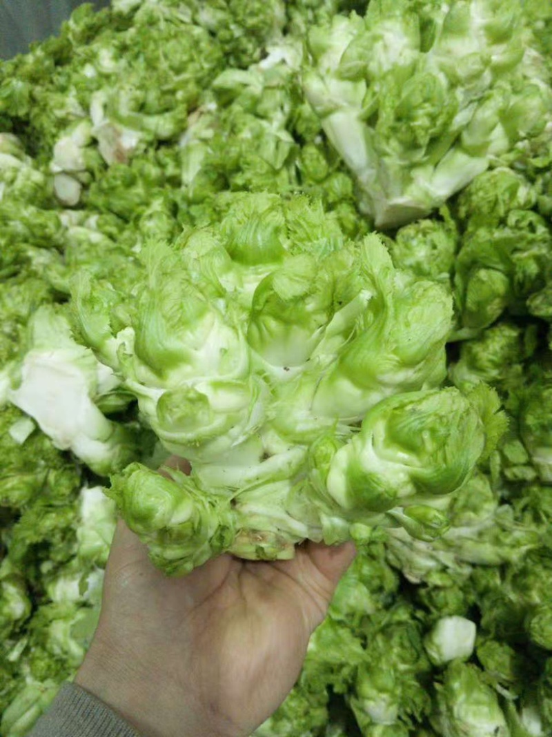 精品儿菜大量供应新鲜货源量大从优对接全国客商，欢迎联系