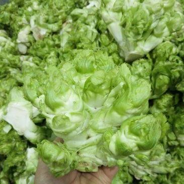 精品儿菜大量供应新鲜货源量大从优对接全国客商，欢迎联系