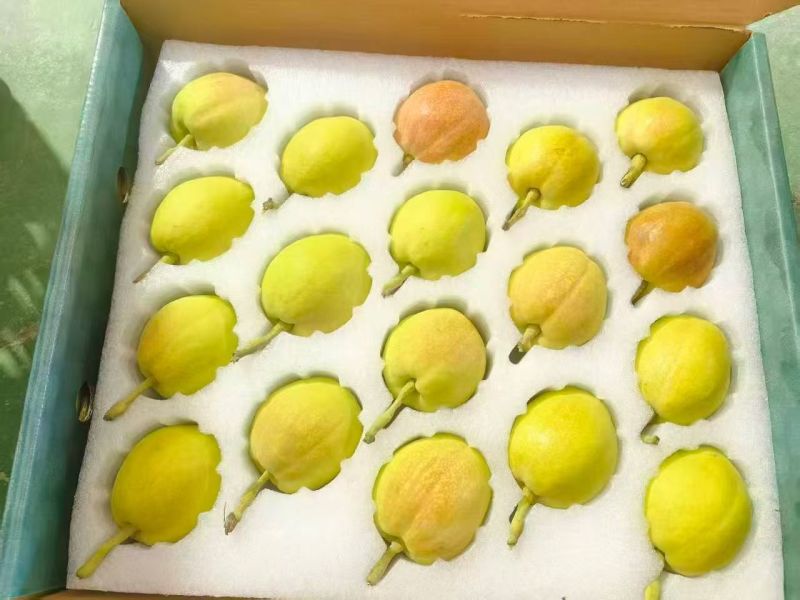 新疆库尔勒香梨