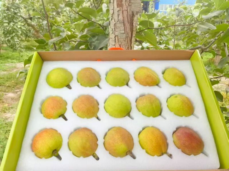新疆库尔勒香梨