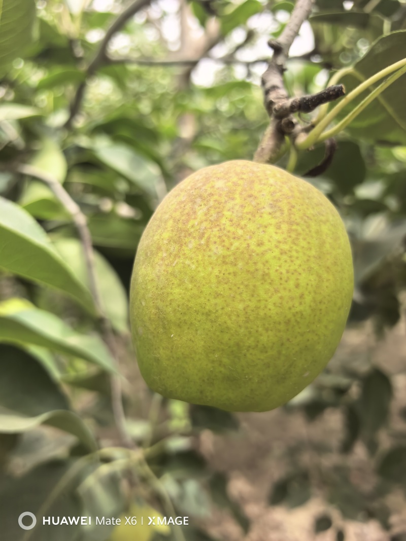新疆库尔勒香梨