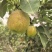 新疆库尔勒香梨
