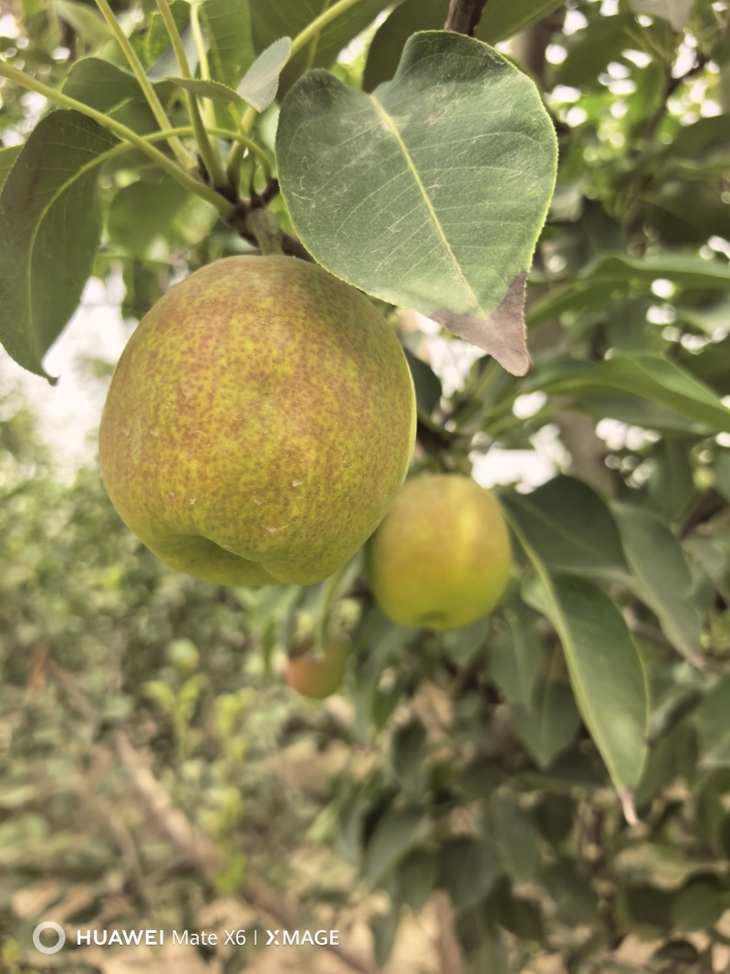 新疆库尔勒香梨