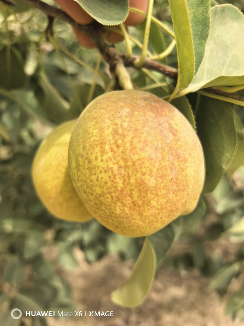 新疆库尔勒香梨