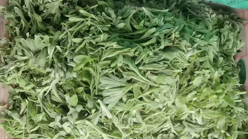 鼠曲草清明菜，一手货源量大，从优新鲜发货，欢迎咨询