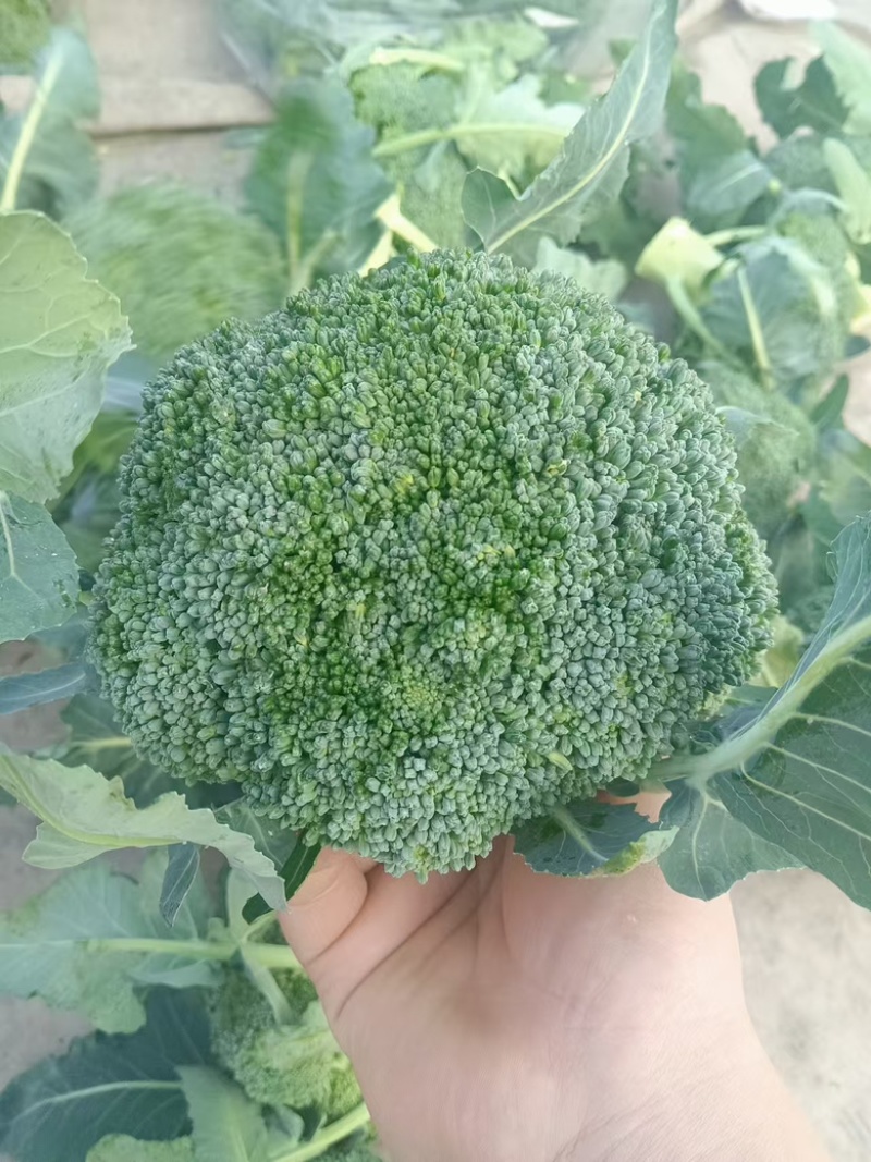 四川西兰花大量供应货源充足，产地直发，量大从优