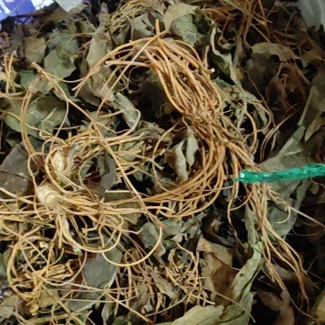 云南野生毛大丁野生毛大丁草山里现采回来洗干净晒干