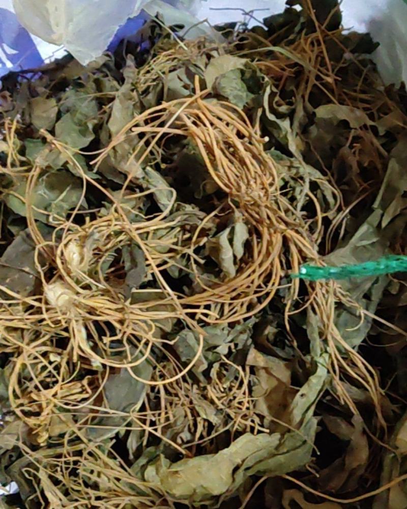 云南野生毛大丁野生毛大丁草山里现采回来洗干净晒干