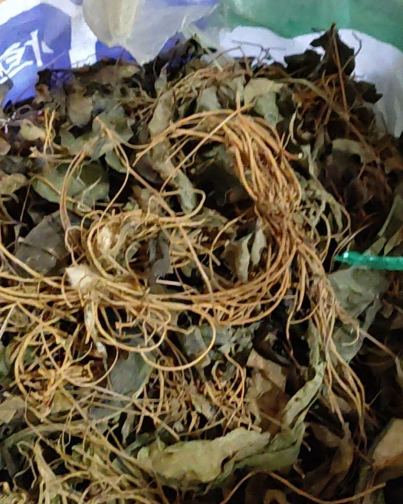 云南野生毛大丁野生毛大丁草山里现采回来洗干净晒干