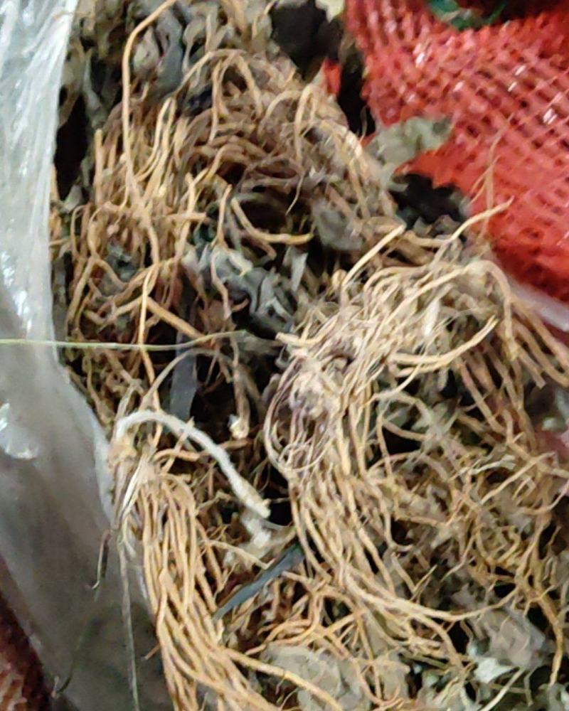 云南野生毛大丁野生毛大丁草山里现采回来洗干净晒干