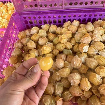 菇凉果灯笼果云南水果姑娘果云南特产口感独特价格实惠营养丰富