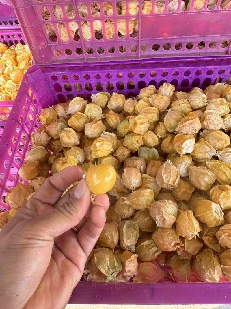 菇凉果灯笼果云南水果姑娘果云南特产口感独特价格实惠营养丰富