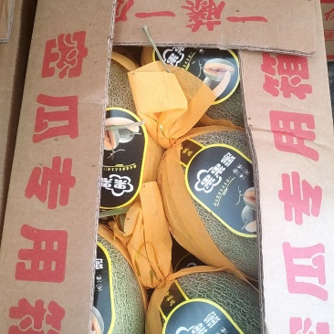 海沙地哈密瓜，水分足，糖度慢慢的，期待长期合作伙伴。