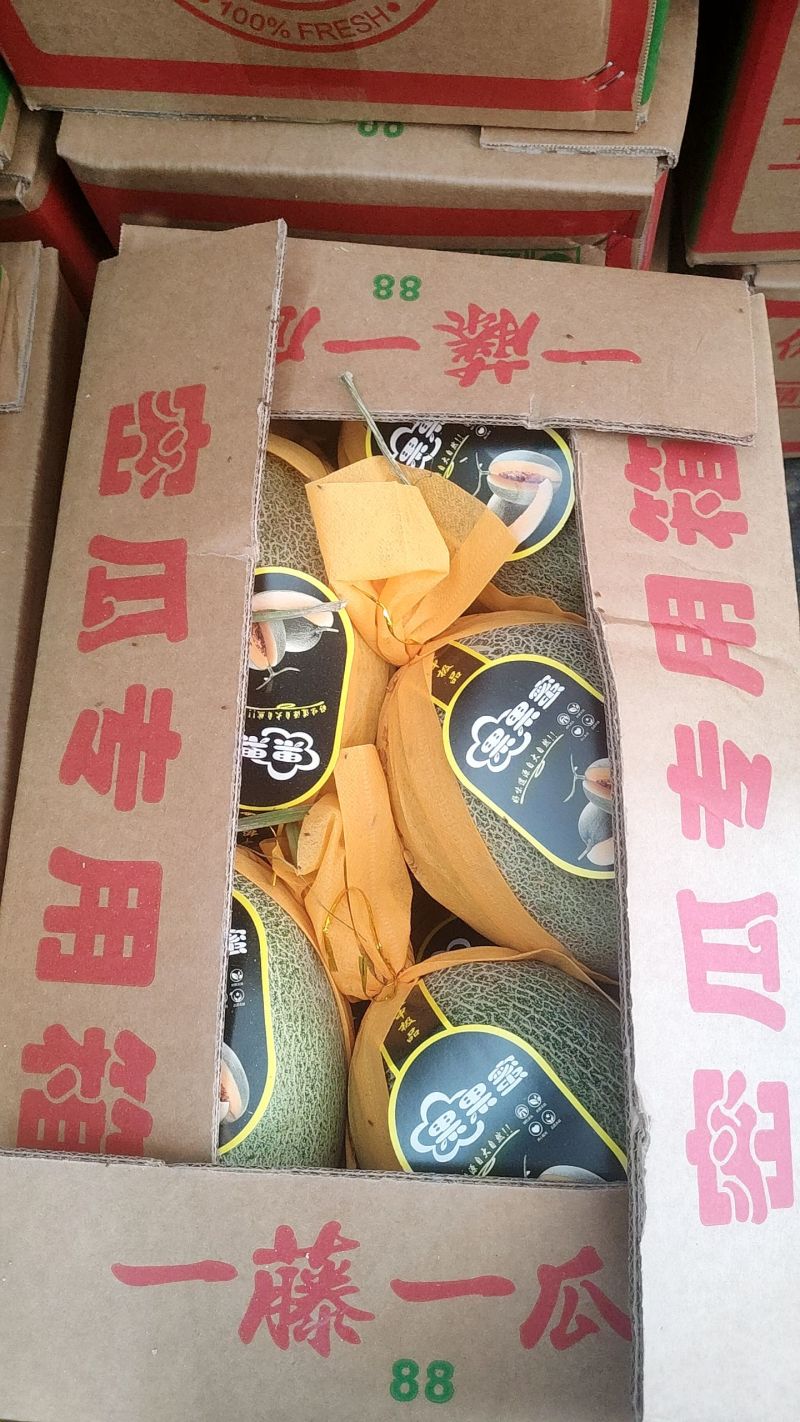 海沙地哈密瓜，水分足，糖度慢慢的，期待长期合作伙伴。