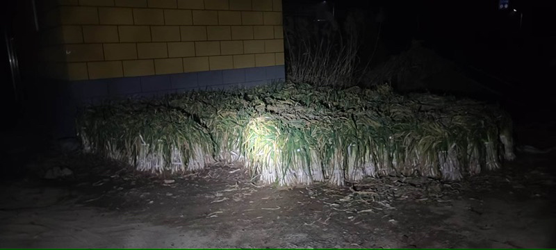 山东济南长白大葱基地直发，一手货源，价格实惠，欢迎联系