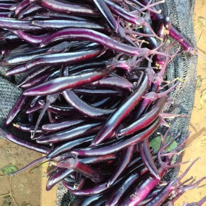 黑长茄种子杂交早熟高产长茄顺直肉白细嫩春秋播种长茄种大田