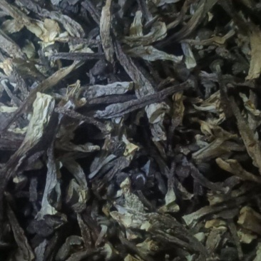 精品鹿茸菇