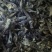 精品鹿茸菇