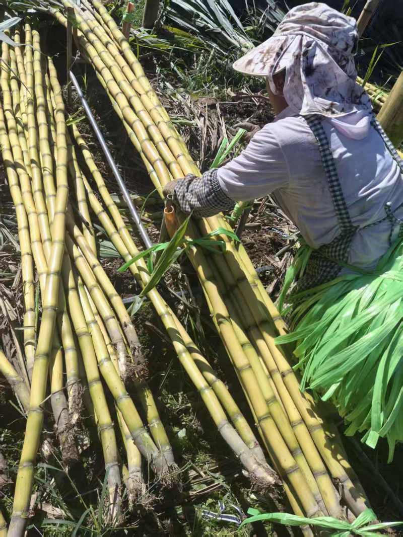 【黄皮甘蔗】黄金甘蔗量大质优价格优惠口感甘甜基地