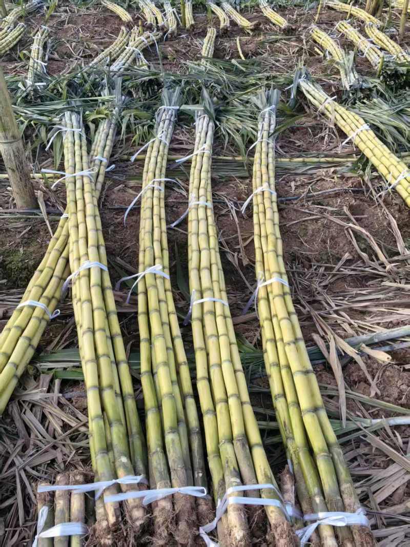 【黄皮甘蔗】黄金甘蔗量大质优价格优惠口感甘甜基地