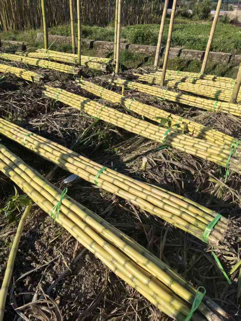 【黄皮甘蔗】黄金甘蔗量大质优价格优惠口感甘甜基地
