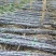 【黄皮甘蔗】黄金甘蔗量大质优价格优惠口感甘甜基地