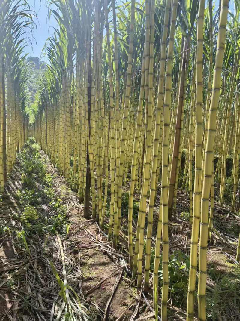 【黄皮甘蔗】黄金甘蔗量大质优价格优惠口感甘甜基地