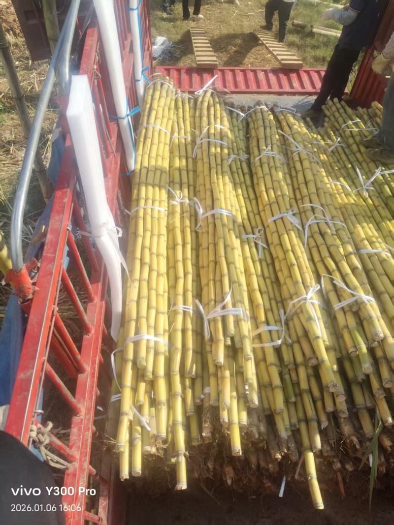 【黄皮甘蔗】黄金甘蔗量大质优价格优惠口感甘甜基地