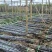 黑皮甘蔗甘蔗大量上市保质保量代发全国基地直供