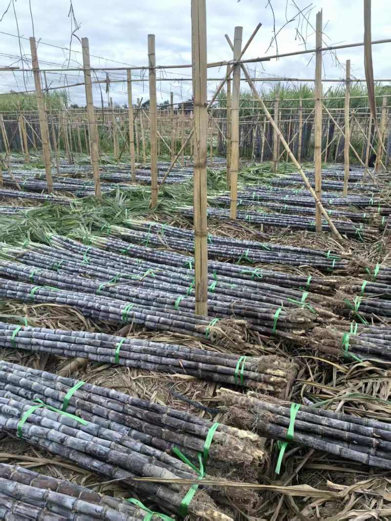 黑皮甘蔗甘蔗大量上市保质保量代发全国基地直供
