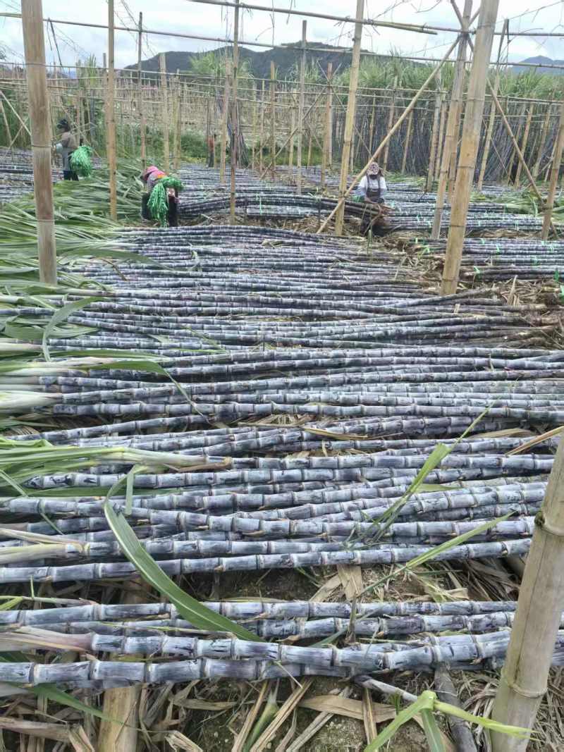 黑皮甘蔗甘蔗大量上市保质保量代发全国基地直供