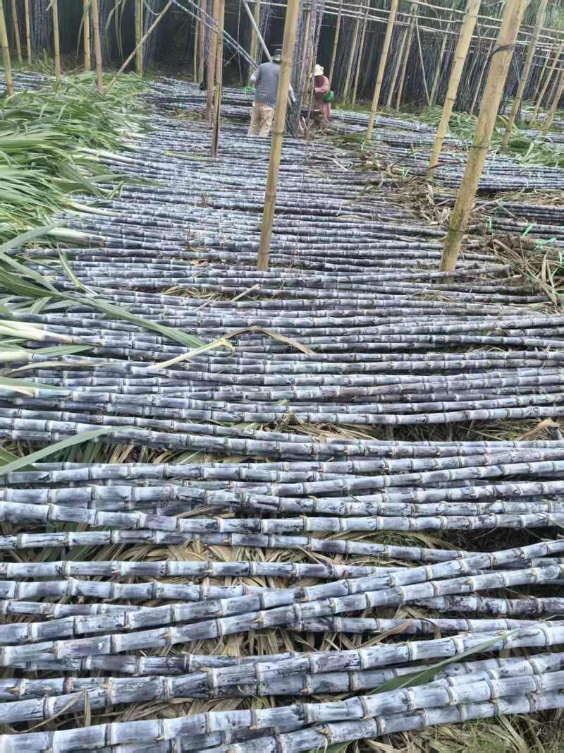 黑皮甘蔗甘蔗大量上市保质保量代发全国基地直供
