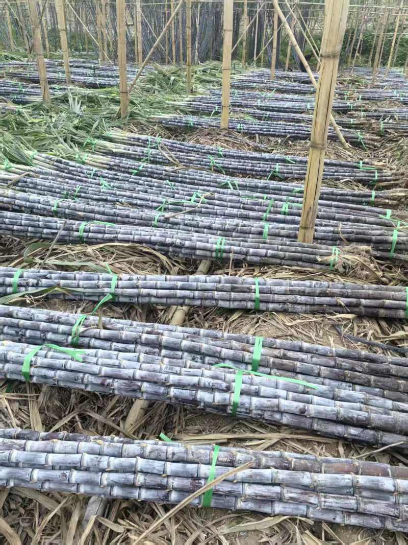 黑皮甘蔗甘蔗大量上市保质保量代发全国基地直供