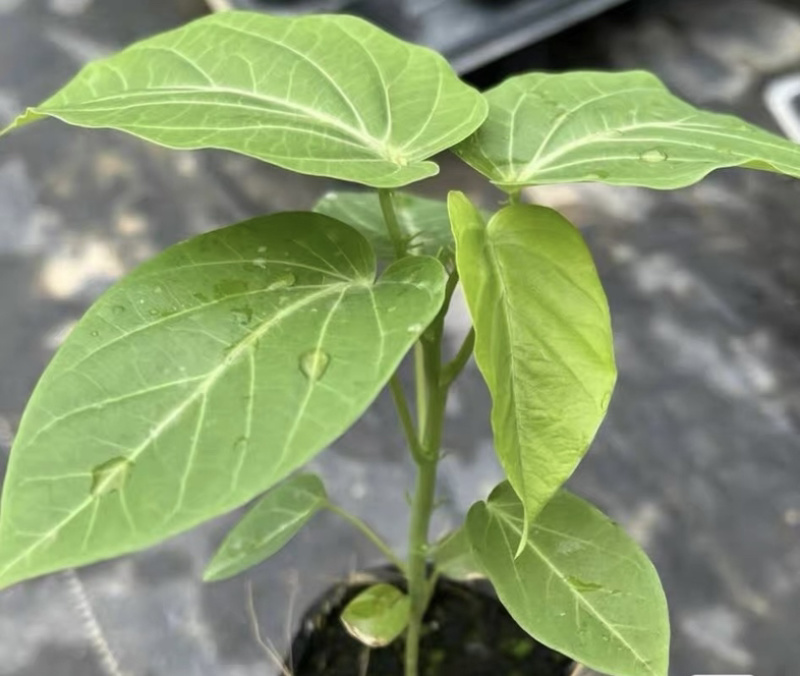 热情果苗