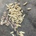 精选鲜果七彩花生16元一公斤，颗粒饱满，口感甜脆产地直发