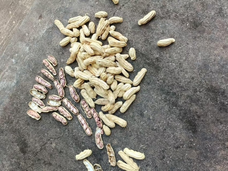 精选鲜果七彩花生16元一公斤，颗粒饱满，口感甜脆产地直发