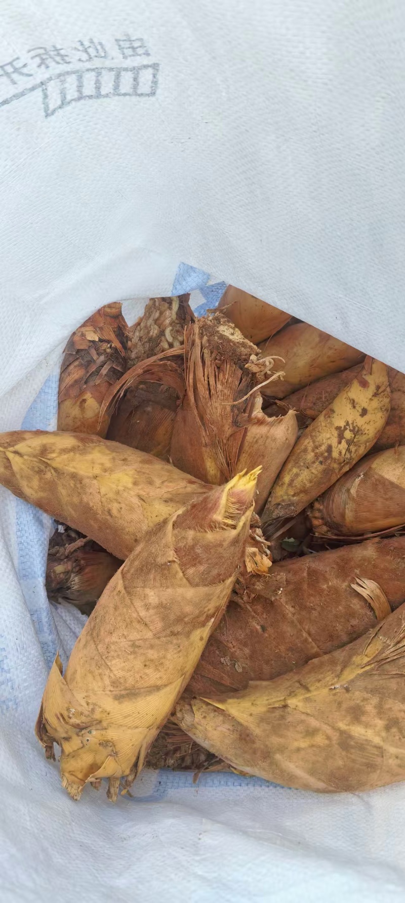 江西赣州特产冬笋直发量大价优欢迎随时看货