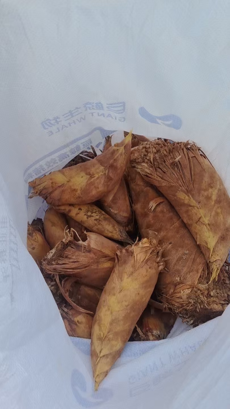 江西赣州特产冬笋直发量大价优欢迎随时看货