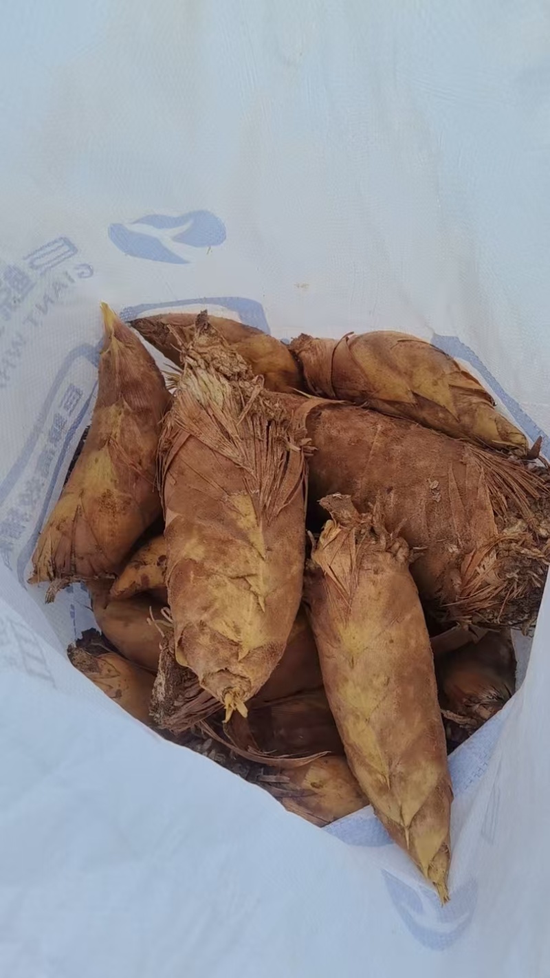 江西赣州特产冬笋直发量大价优欢迎随时看货