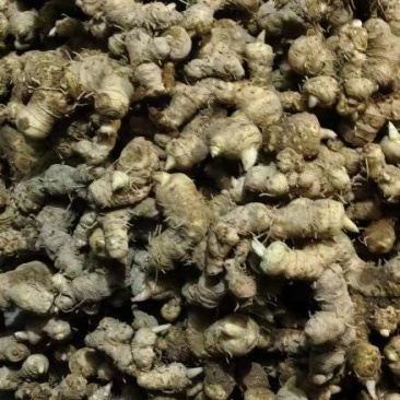 江西赣州特产多花黄精直发量大价优欢迎随时看货