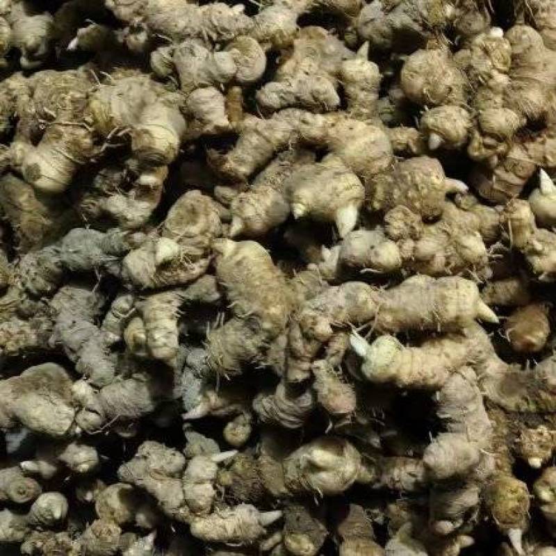 江西赣州特产多花黄精直发量大价优欢迎随时看货