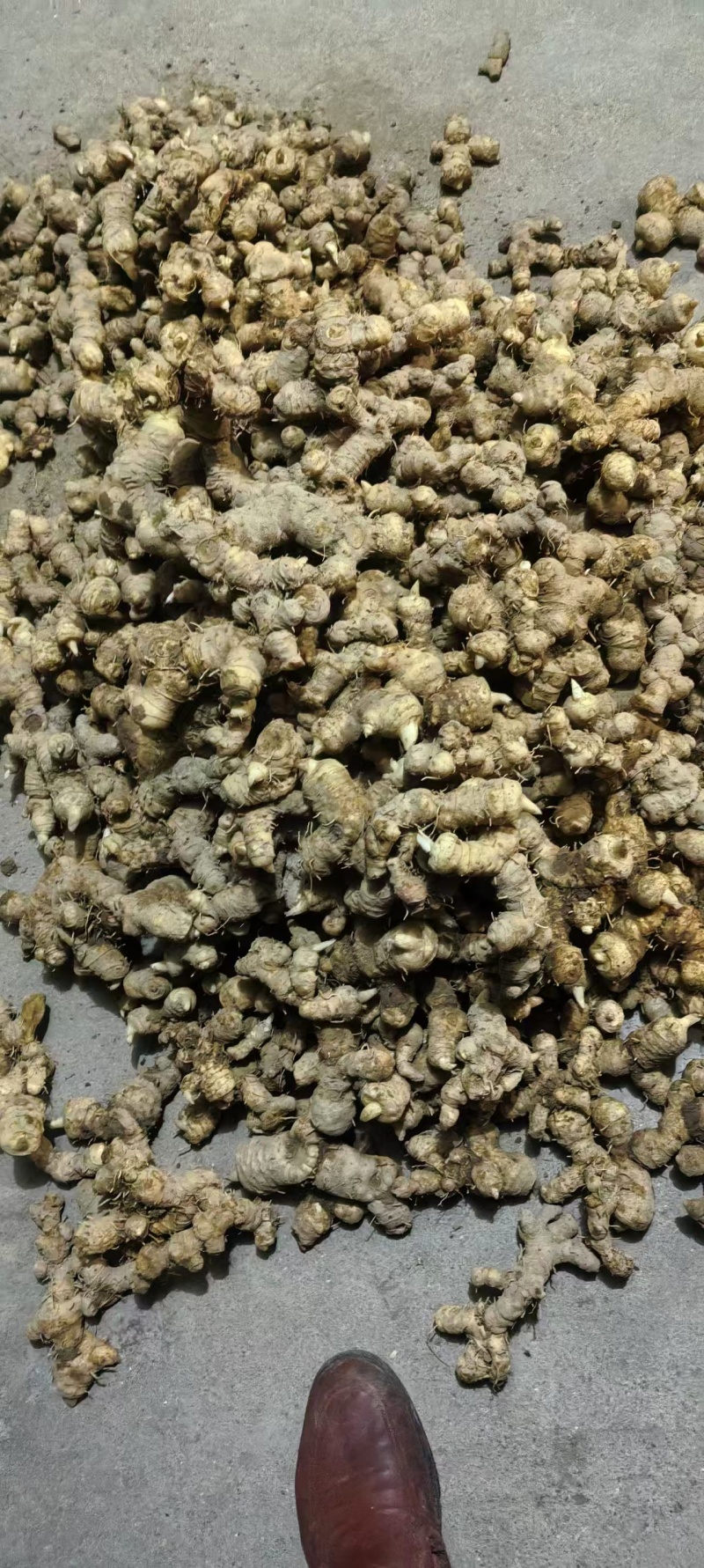 江西赣州特产多花黄精直发量大价优欢迎随时看货