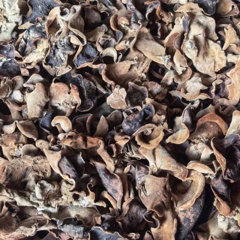 江西赣州特产原木毛木耳产地直发量大价优欢迎随时看货